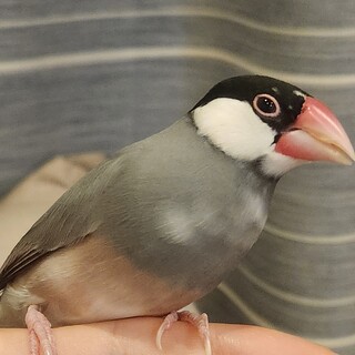 桜文鳥メス手乗り1歳