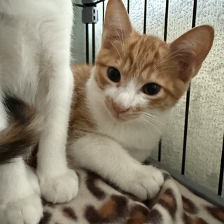 元気いっぱいちゃちゃ