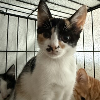 おとなしそうで元気いっぱい りん