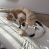 くままあずきのパパ