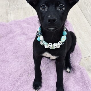 かわいい人懐こいミオちゃん