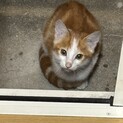かわいい茶白の仔猫