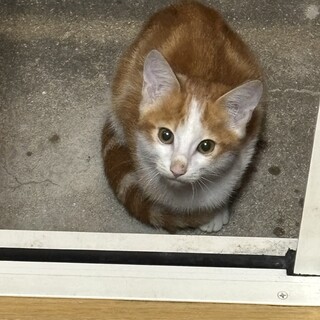 かわいい茶白の仔猫