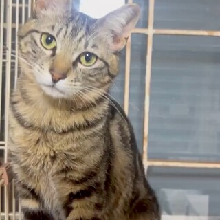 3/29譲渡会＠鎌ヶ谷★アメショー柄の様な男の子