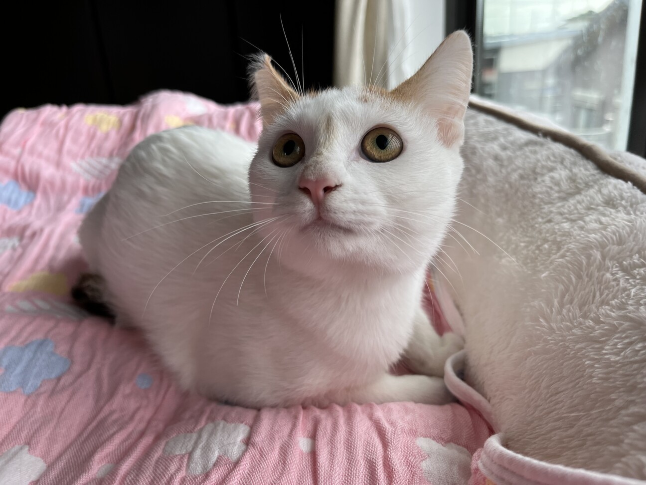 里親さま決定!!】人大」栃木県 - 猫の里親募集(528762) :: ペットの