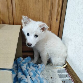 むぎ(旧ルンルン)ちゃん