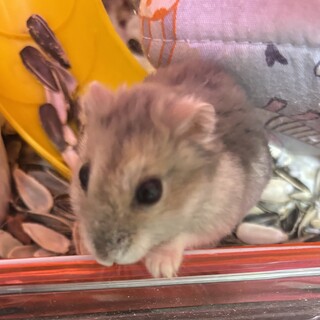 ハムスター ジャンガリアン？ブルーサファイア？