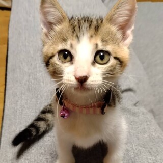 募集停止呼べばどこからか現れる❤️こいちゃん