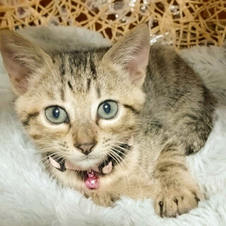 顔にスリスリしてくる甘えん坊⭐️ひら