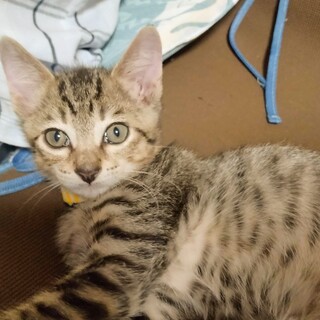 ゴロゴロスリスリの甘えん坊⭐️たい