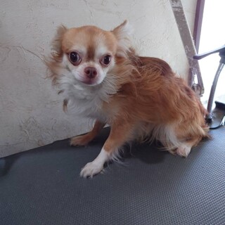 小さなチワワトーマス3歳パンダと2頭一緒です