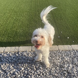 元気で可愛いチャイクレです