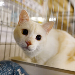 Bootymarket × [sakuraneko] 猫の譲渡会 サムネイル2