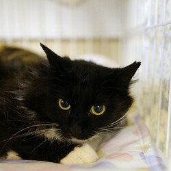 Bootymarket × [sakuraneko] 猫の譲渡会 サムネイル3