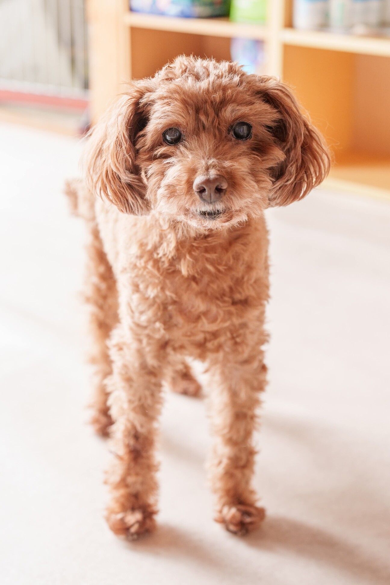 トイプードル 円楽さん ...」愛知県 - 犬の里親募集(503407) 1枚目の 