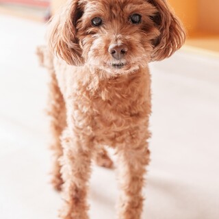 トイプードル　円楽さん　里親様募集☆