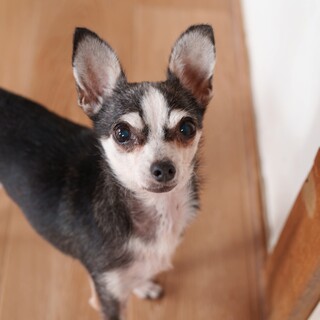 チワワ　TARAKOさん　里親様募集☆