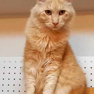 オスロ君に胸キュン♥ノルウェージャン系ツンデレ男子