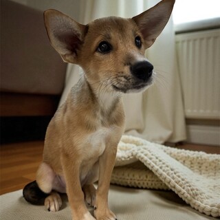 ずずくん5ヶ月弱　心開いてくれました