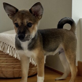 みぅくん明るいこ生後5ヶ月弱