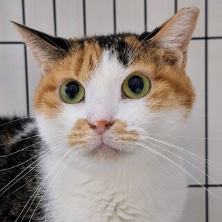 ザ・三毛猫❤️すずのちゃん