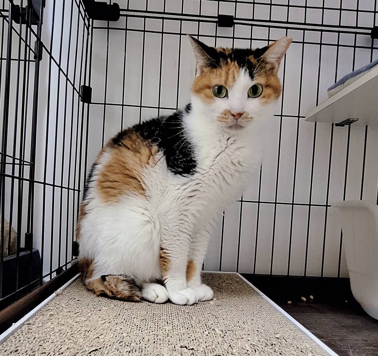 ザ・三毛猫❤️すずのちゃん」千葉県 - 猫の里親募集(528776) 4枚目の