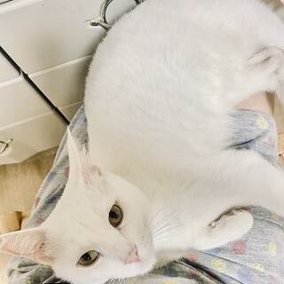 元気な白猫くん