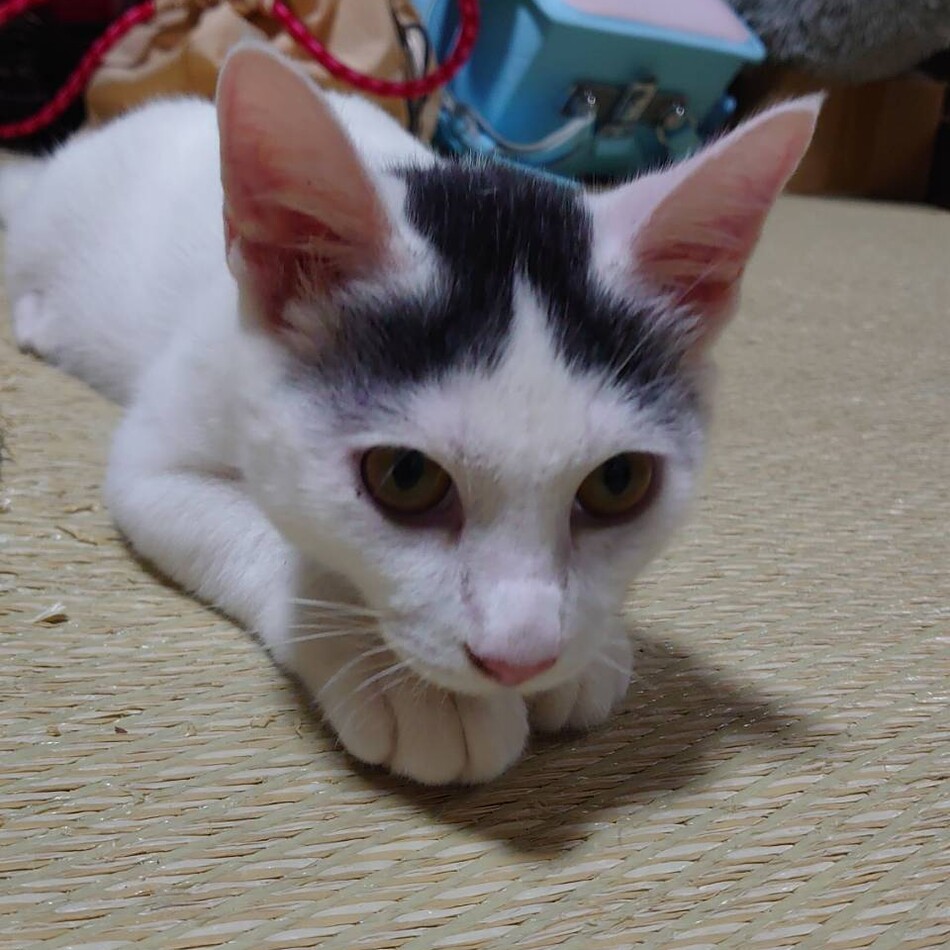 ぽんたちゃんのカバー写真