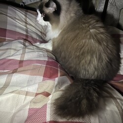 うにちゃん待望の羽毛布団到来！