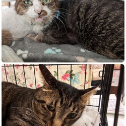 ［もなか君］の診療と［くりまんじゅう君］の抜歯