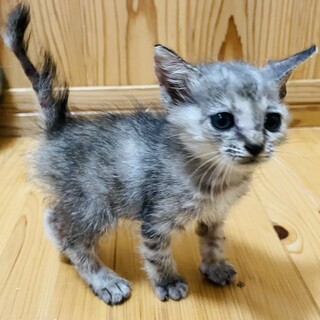 お試しホームステイ可★サバ子猫【保護猫】