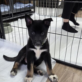 この子を助けてください