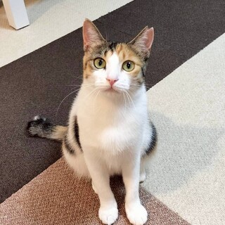 美人な縞三毛のミミちゃん