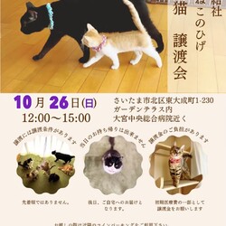 秘密結社ねこのひげ♡保護猫譲渡会