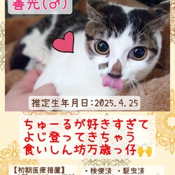 秘密結社ねこのひげ♡保護猫譲渡会 サムネイル2