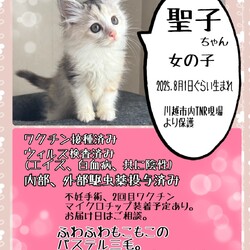 秘密結社ねこのひげ♡保護猫譲渡会 サムネイル3