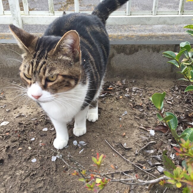 lonesome catのカバー写真