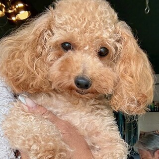 可愛過ぎるドワーフタイプのタイニー♪