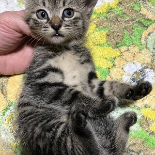 元気なアメショっぽいキジトラの男の子