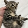 元気なアメショっぽいキジトラの男の子 サムネイル2