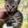元気なアメショっぽいキジトラの男の子 サムネイル3