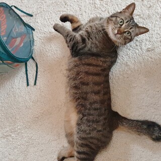 遊ぶのが大好きな✿短めカギしっぽネコ♀