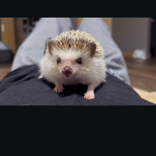 人慣れしておりとても可愛いです◎