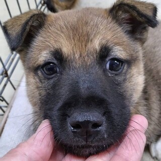 ※優先期間内にお迎えください。10/29