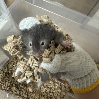 キンクマ 逆パンダ ロング オス①