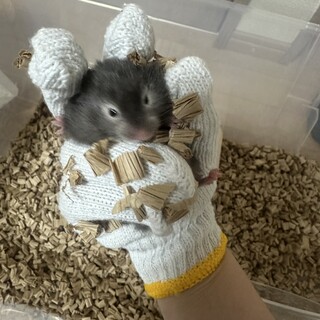 キンクマ 逆パンダ ロング オス②