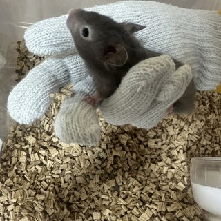 キンクマ 逆パンダ オス③