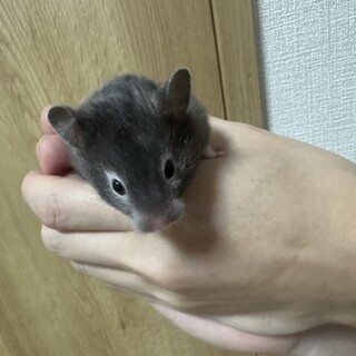 キンクマ 逆パンダ メス①