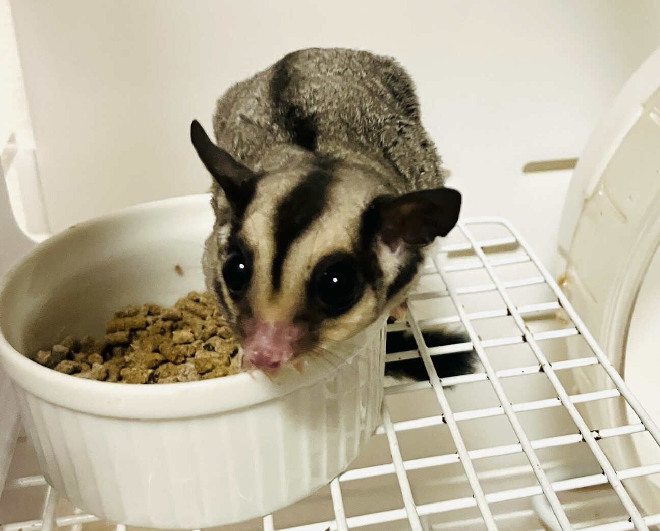 フクロモモンガベビー【2匹】」宮崎県 - 小動物の里親募集(528791