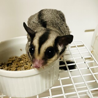 フクロモモンガベビー【2匹】